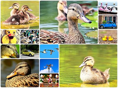 Ducks Collage Download Jigsaw Puzzle