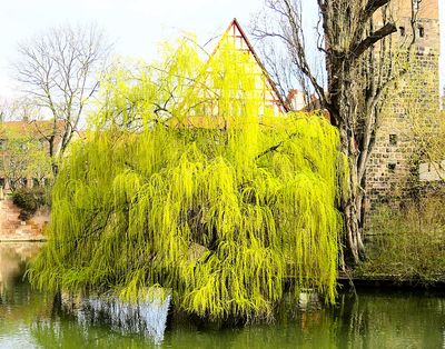Weeping Willow Download Jigsaw Puzzle