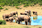Elephants Download Jigsaw Puzzle