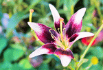 Lily Download Jigsaw Puzzle