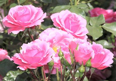 Pink Roses Download Jigsaw Puzzle