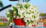 White Flowers Download Jigsaw Puzzle