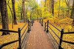Forest Walkway Download Jigsaw Puzzle