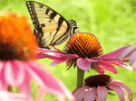Butterfly Download Jigsaw Puzzle