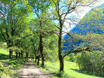 Trees Download Jigsaw Puzzle