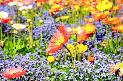 Poppy Download Jigsaw Puzzle