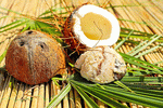 Coconut Download Jigsaw Puzzle