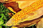 Corn Download Jigsaw Puzzle