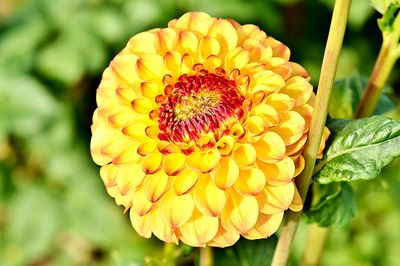 Dahlia  Download Jigsaw Puzzle