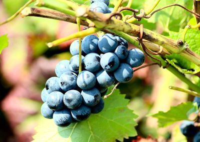 Grapes Download Jigsaw Puzzle