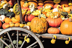 Pumpkins Download Jigsaw Puzzle