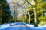Winter Avenue Download Jigsaw Puzzle