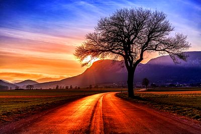 Tree Download Jigsaw Puzzle