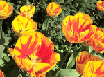 Tulips Download Jigsaw Puzzle