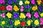 Flower Market, Amsterdam Download Jigsaw Puzzle