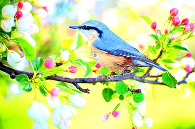 Bird Download Jigsaw Puzzle
