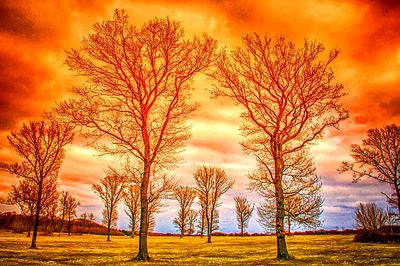 Trees, Bavaria Download Jigsaw Puzzle