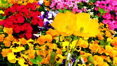 Flowers Download Jigsaw Puzzle