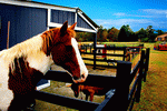 Horse Farm Download Jigsaw Puzzle