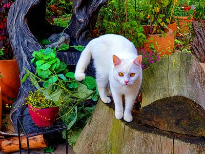 White Cat Download Jigsaw Puzzle