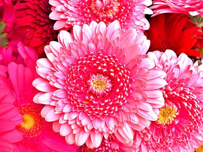 Flowers Download Jigsaw Puzzle