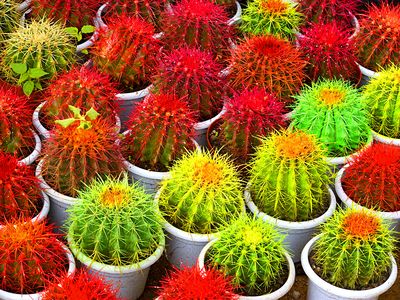 Cactus Download Jigsaw Puzzle