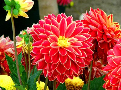 Dahlia Download Jigsaw Puzzle