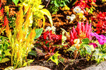 Flowers Download Jigsaw Puzzle