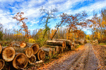 Logs, Hungary Download Jigsaw Puzzle