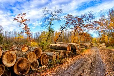 Logs, Hungary Download Jigsaw Puzzle