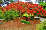 Poinciana Download Jigsaw Puzzle