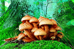 Wild Mushrooms Download Jigsaw Puzzle