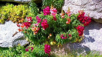 Flowers Download Jigsaw Puzzle