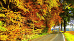 Autumn Road Download Jigsaw Puzzle