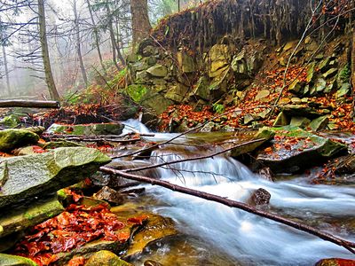 Forest Stream Download Jigsaw Puzzle