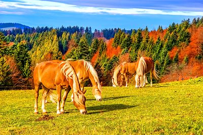 Horses, Black Forest Download Jigsaw Puzzle