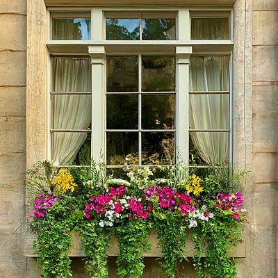 Flowers Download Jigsaw Puzzle