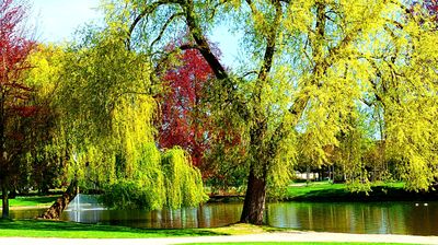 Tree Download Jigsaw Puzzle