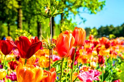 Flowers Download Jigsaw Puzzle