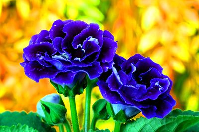 Flowers Download Jigsaw Puzzle