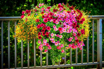 Flowers Download Jigsaw Puzzle