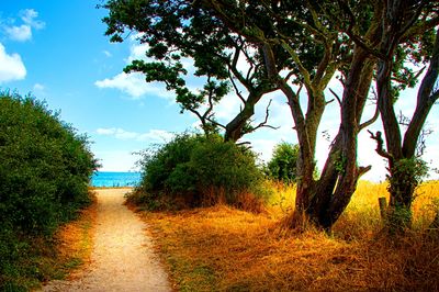 Beach Path Download Jigsaw Puzzle