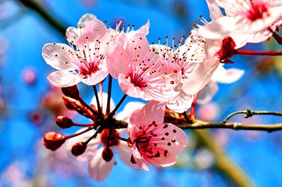 Flowers Download Jigsaw Puzzle