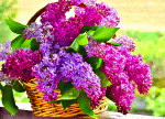 Lilacs Download Jigsaw Puzzle