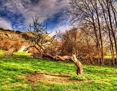 Tree Download Jigsaw Puzzle