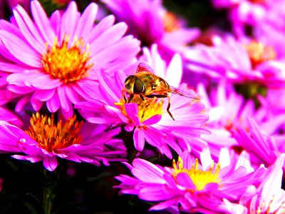 Bee on Aster Download Jigsaw Puzzle