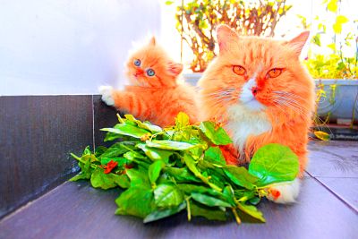 Fluffy Orange Cats Download Jigsaw Puzzle
