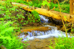 Forest Creek Download Jigsaw Puzzle