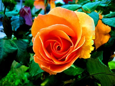 Flower Download Jigsaw Puzzle