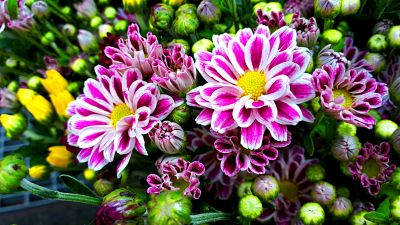 Purple Striped Mums Download Jigsaw Puzzle